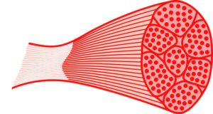 muscle fiber illustration