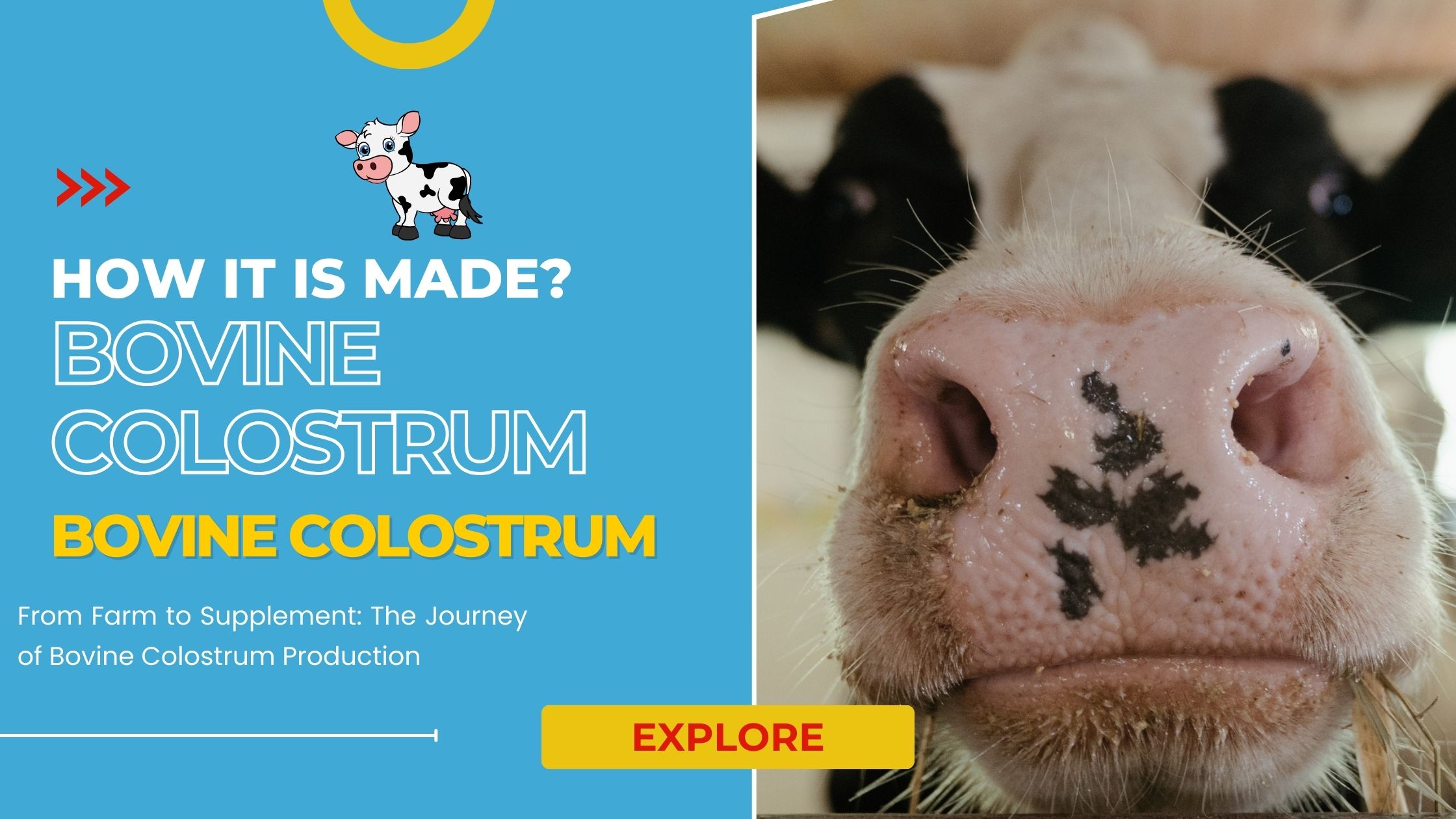 How Bovine Colostrum Is Made
